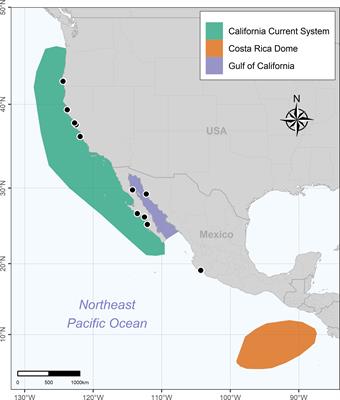Sex- and age-specific migratory strategies of blue whales in the northeast Pacific Ocean